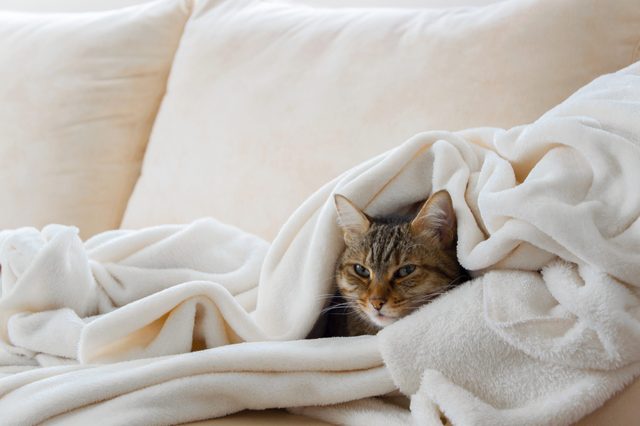 Cat rests, wrapped in a fluffy white blanket on a soft beige couch.