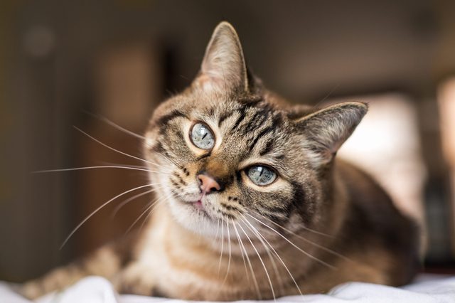 A tabby cat tilts its head, gazing curiously, while lying on a soft surface in a softly lit room.