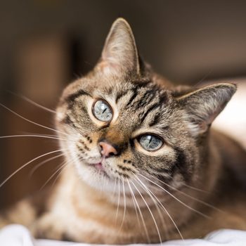 A tabby cat tilts its head, gazing curiously, while lying on a soft surface in a softly lit room.
