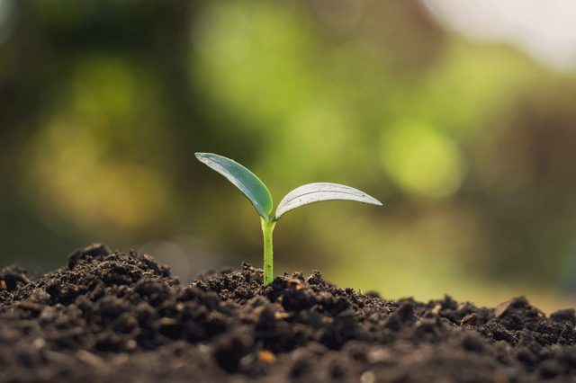 A small seedling emerges from soil, surrounded by a blurred green and brown natural background.