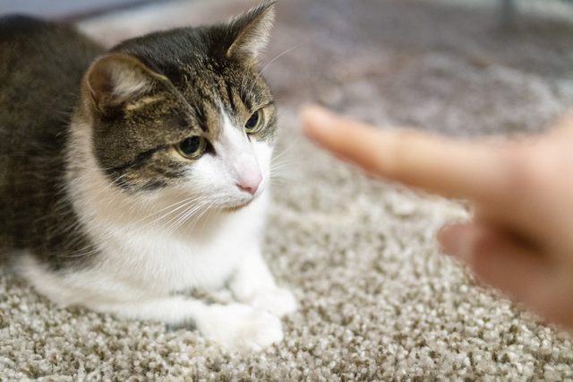 Cat stares intently at outstretched finger, lying on a textured carpeted floor.