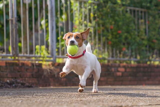 Dog runs with a tennis ball in its mouth, on a paved path, near a fence and lush greenery.