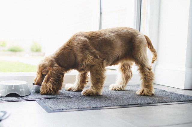 Dog eating from a bowl on a gray mat, near a sunny glass door.