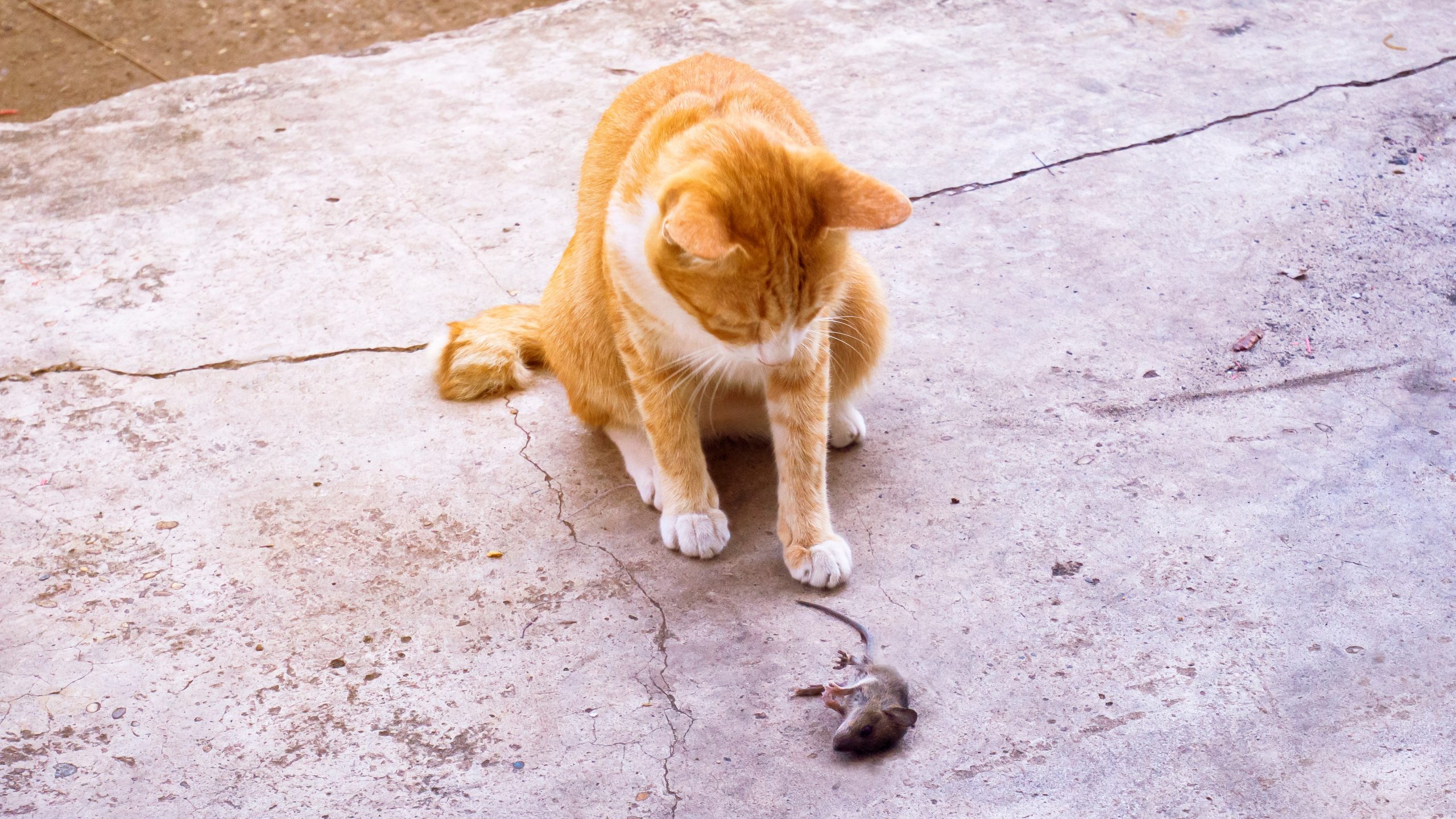 Why Do Cats Bring Home Dead Animals?