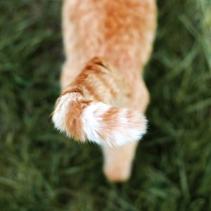 Cat's tail swaying, walking through grass.