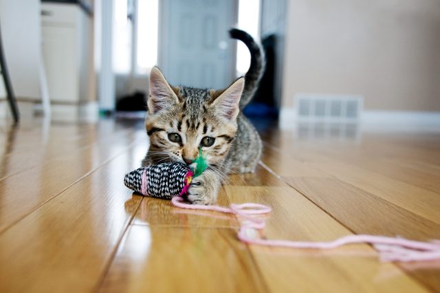 Kitten plays with a toy mouse, lying on a shiny wooden floor in a brightly lit room.