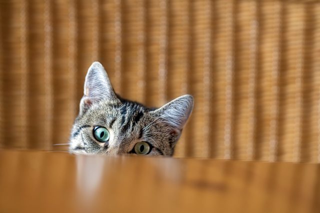 Cat peering over wooden surface in front of a wicker background.