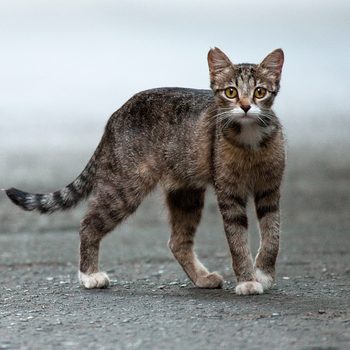 Cat stands alert on a gray, textured street, looking forward with a focused expression.