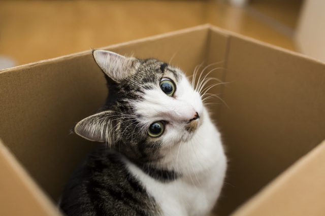 Cat sits in a cardboard box, tilting its head curiously. The background features a blurry indoor floor setting.