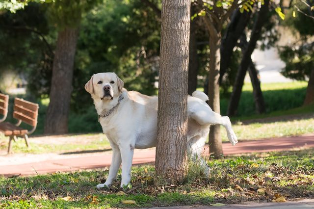 A Labrador retriever lifts its leg, urinating on a tree in a sunny park, with benches and greenery in the background.