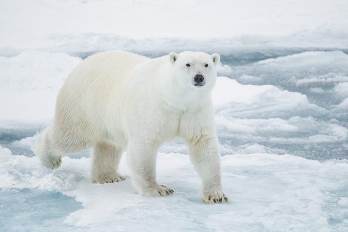 Polar Bear on Pack Ice