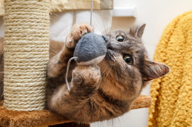 Cat grasps a plush mouse toy while lounging on a scratching post in a cozy indoor setting.