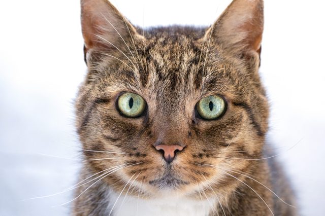 Cat gazes intently, framed close-up, with green eyes against a blurred, plain background.