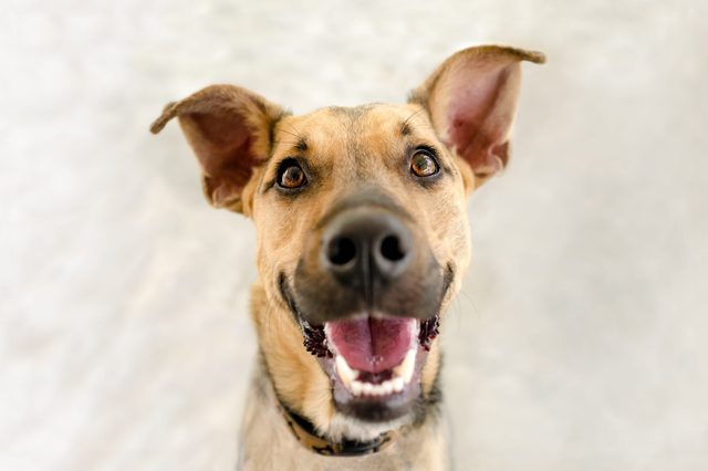 Dog smiling joyfully, ears perked up, against a light blurred background.