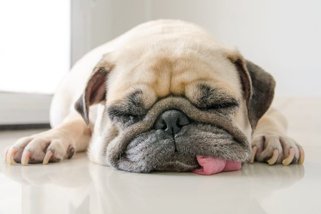A sleeping pug lies on a smooth, white floor indoors, with its tongue out, appearing relaxed and peaceful.
