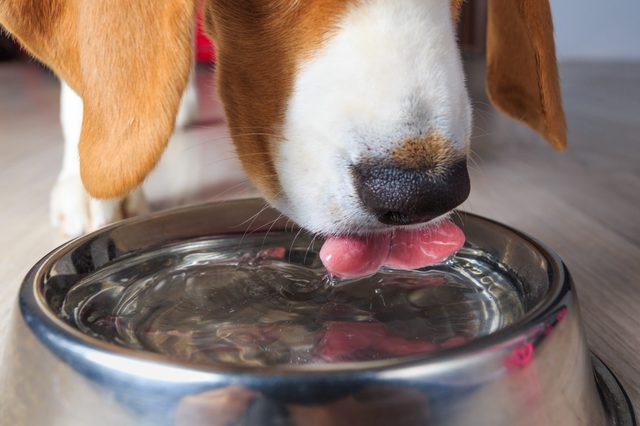 Dog drinking from a metal bowl on a wooden floor, its tongue lapping up water close-up.