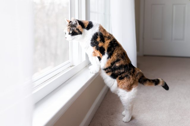 A calico cat stands on hind legs, gazing out a bright window in a carpeted room.