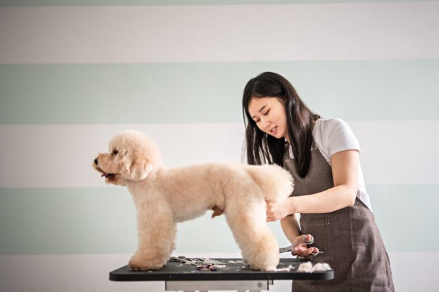 Dog stands on a table while groomer trims its fur; striped background.