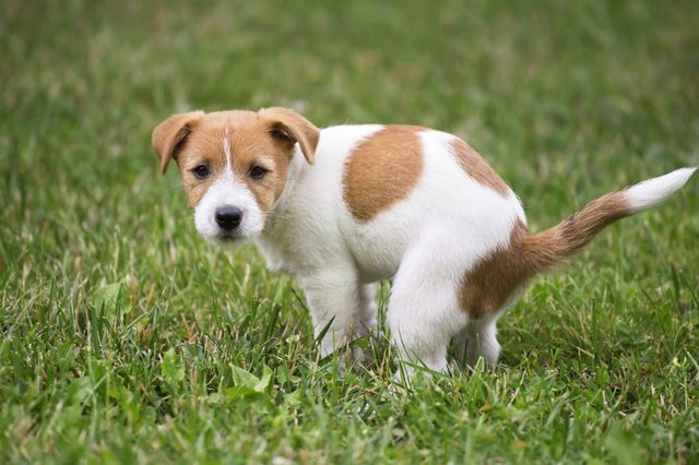 A small brown and white puppy stands on grass, looking intently forward in a green outdoor area.