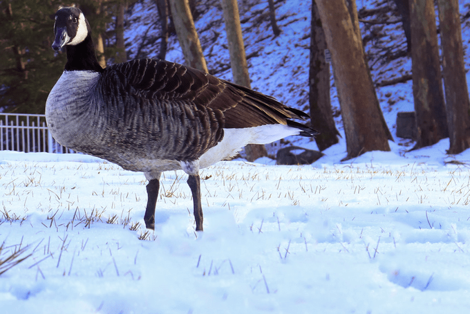 family raised goose peeper returned after 20 years