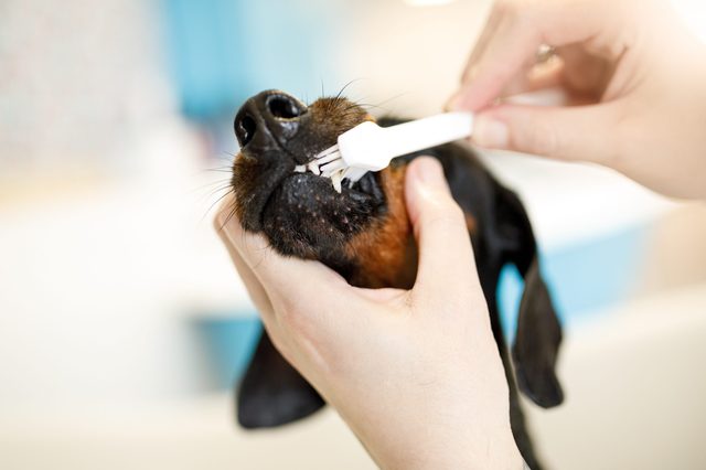 Person brushes a dog's teeth with a white toothbrush, in a brightly lit room.