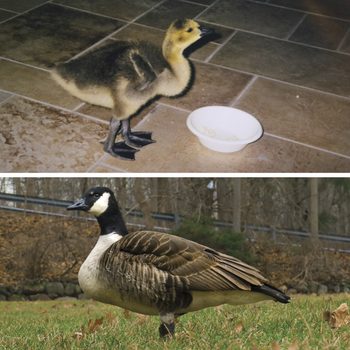 Top: Young gosling stands on tiled floor near a white bowl. Bottom: Adult goose stands on grass with trees in the background.
