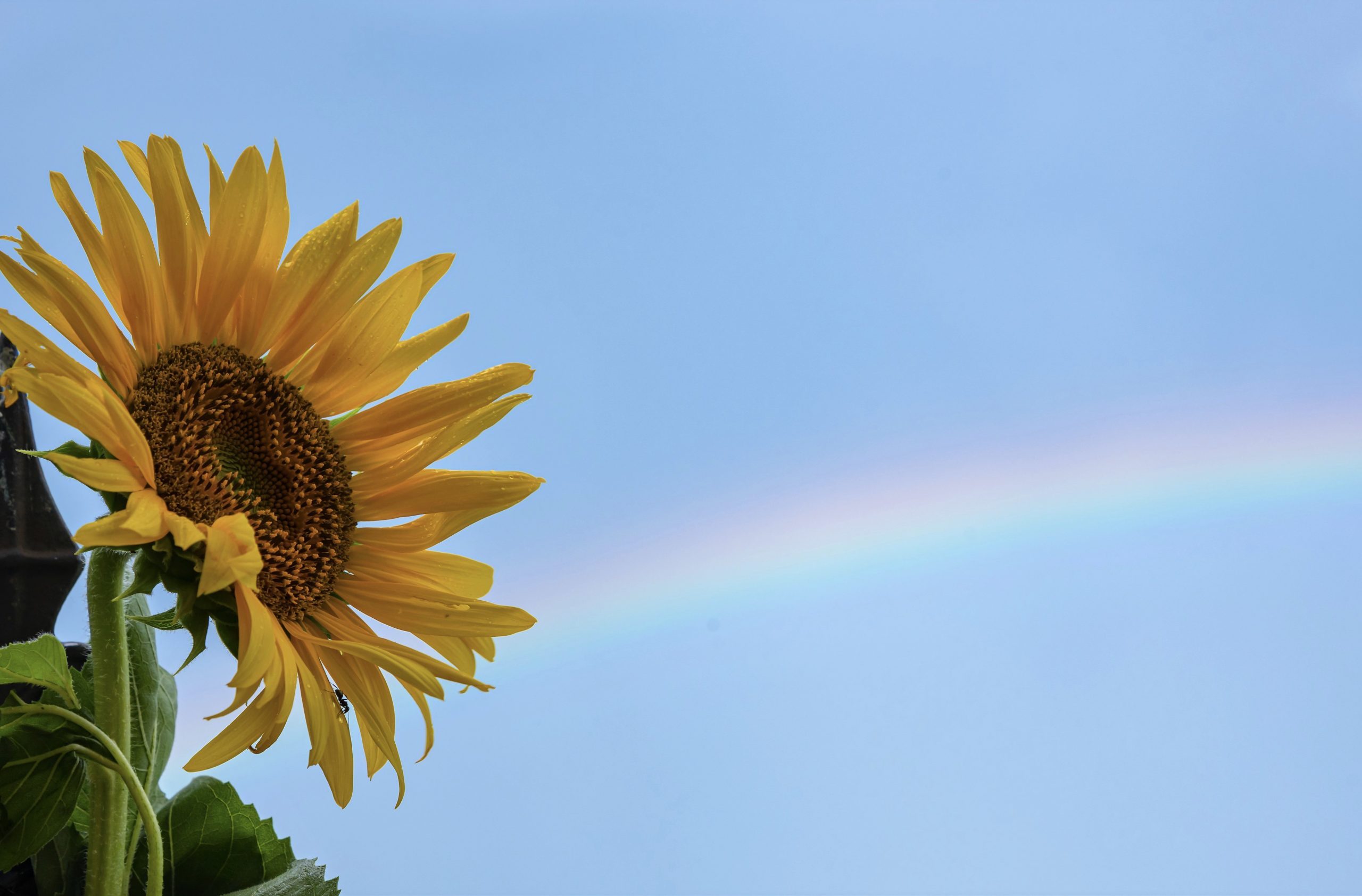 sunflower rainbow