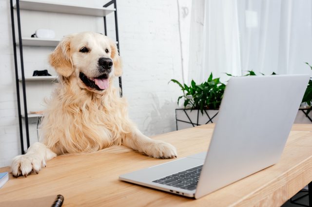 Golden retriever sits at a desk with a laptop, surrounded by a shelf of gadgets and potted plants in a bright room.