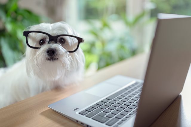 A small white dog wearing glasses looks at a laptop on a wooden desk, surrounded by greenery.