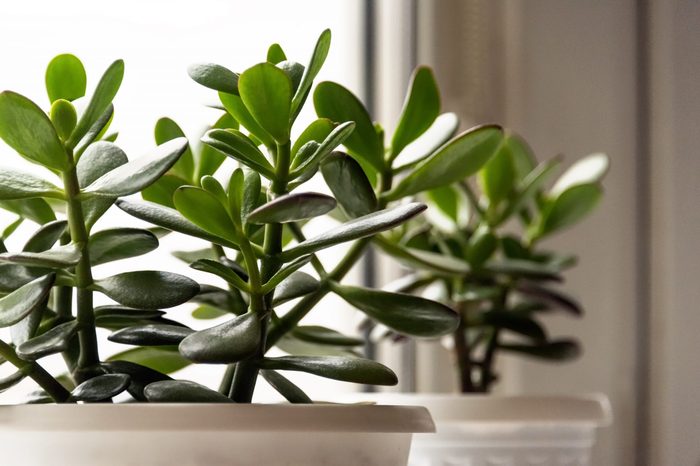 Crassula houseplant