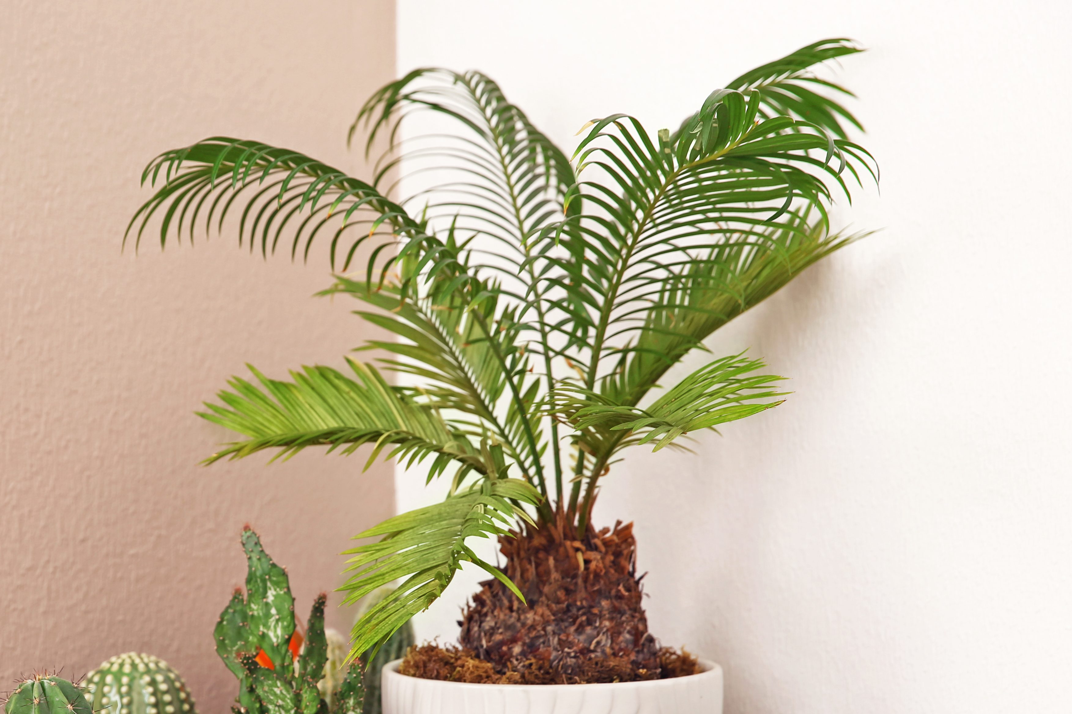 A potted sago palm stands vibrantly against a light-colored wall, surrounded by several smaller cacti.