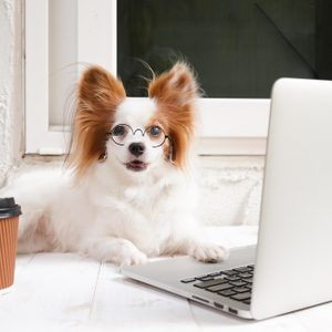 A small dog, wearing glasses, sits in front of a laptop on a white wooden floor, next to a takeaway coffee cup.