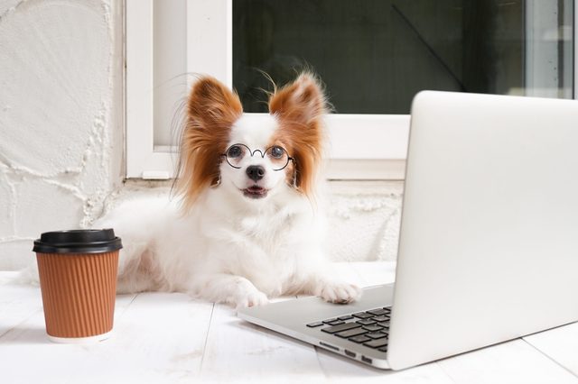 A dog with glasses sits at a laptop on a white table, next to a disposable coffee cup, in front of a window.