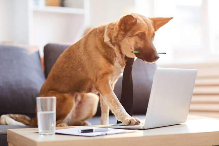 Full length portrit of dog wearing tie siting at desk and using computer, copy space