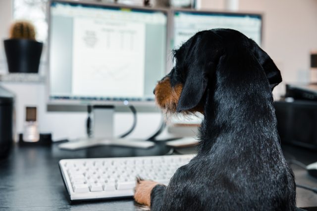 Dog sits attentively, paws on keyboard, in front of computer monitors displaying indistinct documents in an office setting.