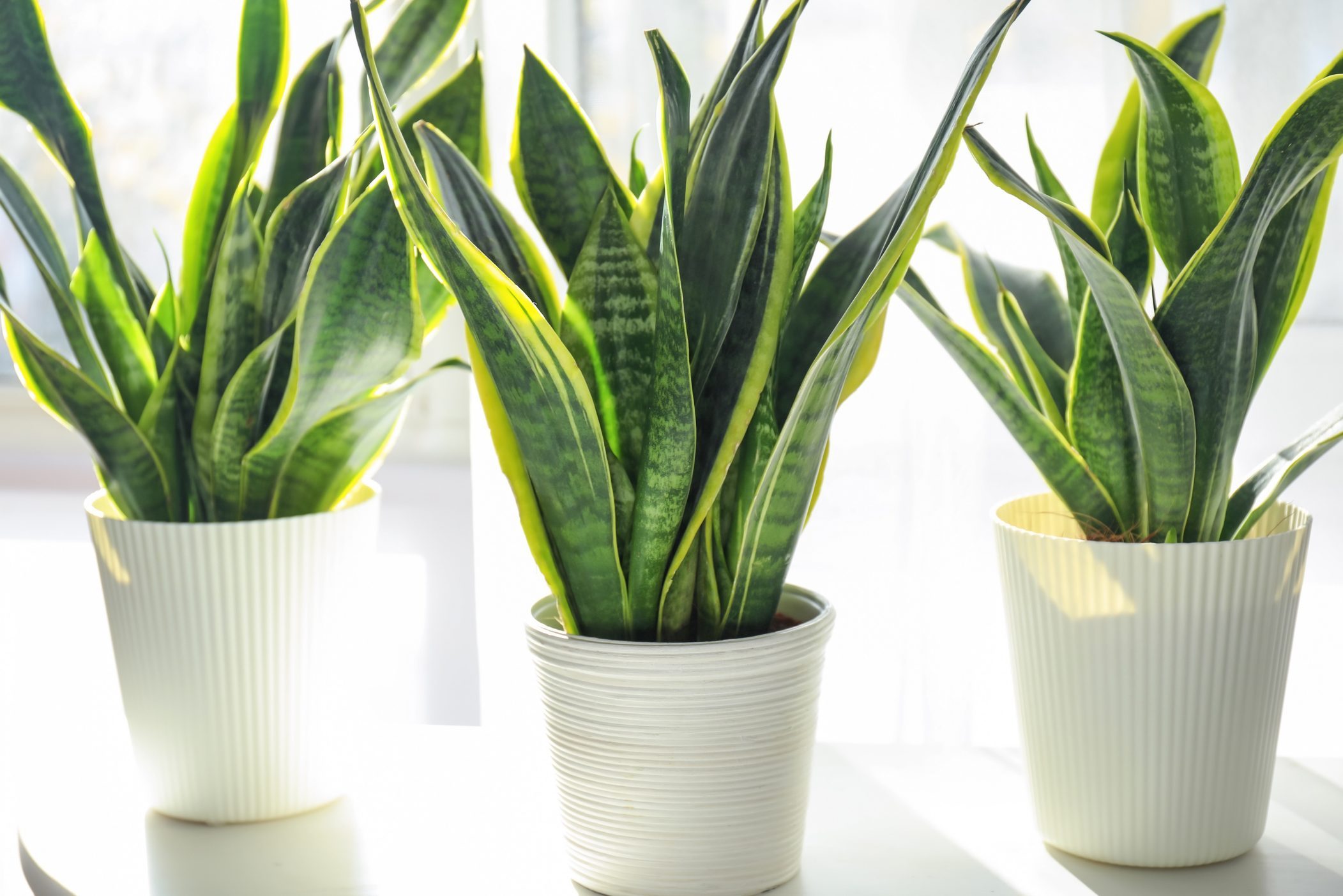 Three snake plants grow in white pots, bathed in sunlight, placed on a bright, white tabletop indoors.