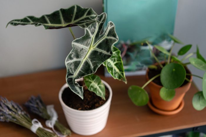 Alocasia plants