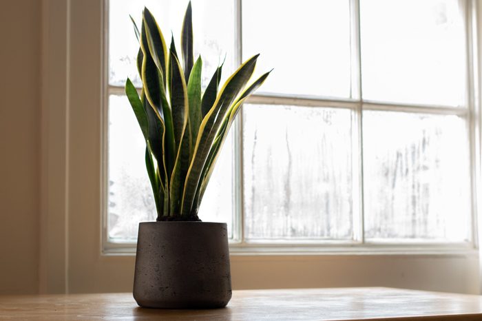 A Sansevieria trifasciata plant