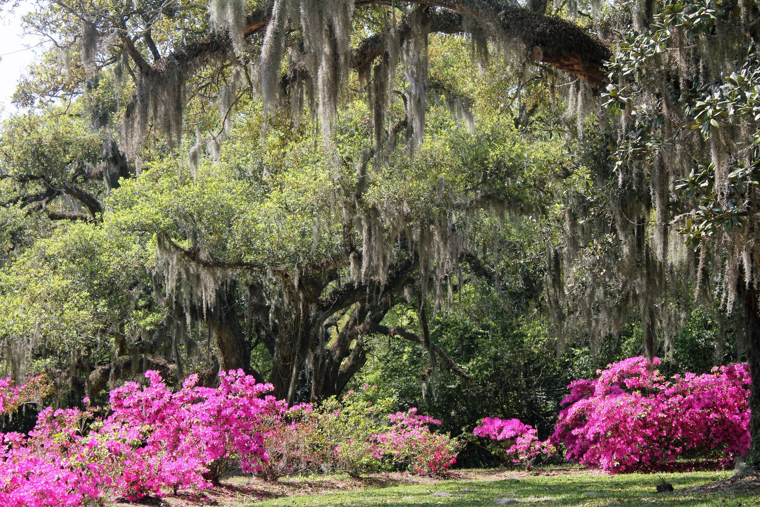 Azaleas at the peak of blossoming surrounded by huge oaks draped in spanish moss on a bright, sunshiny day. Gardens at Avery Island, New Iberia, Louisiana.