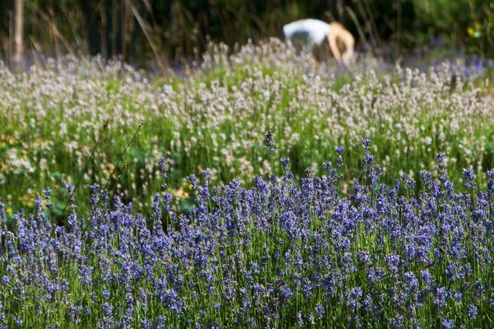 Cutting Lavender