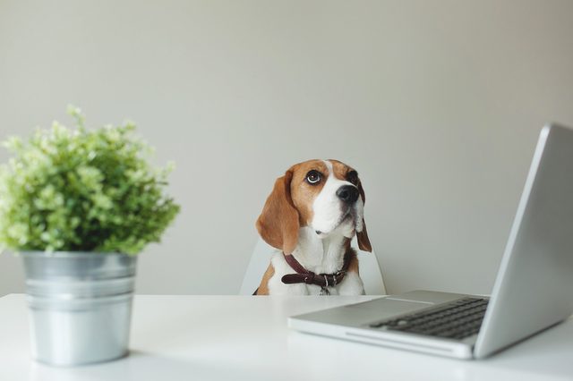 A beagle sits at a desk looking at a laptop, with a potted plant nearby in a minimalistic room.