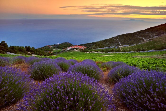 Lavenders of Hvar