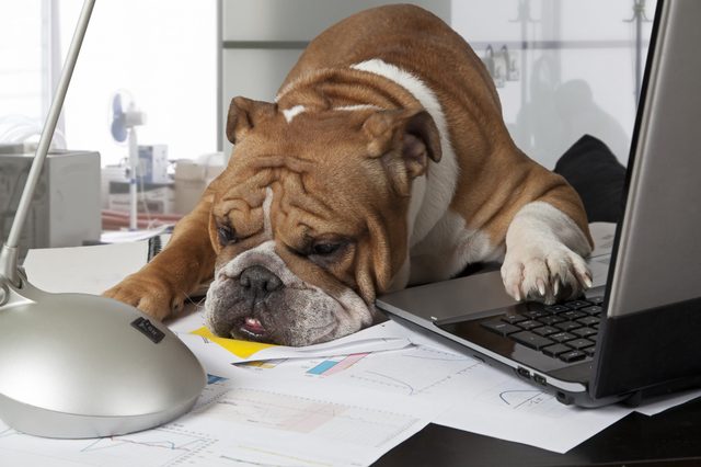Bulldog rests head on laptop, surrounded by scattered papers in an office setting.