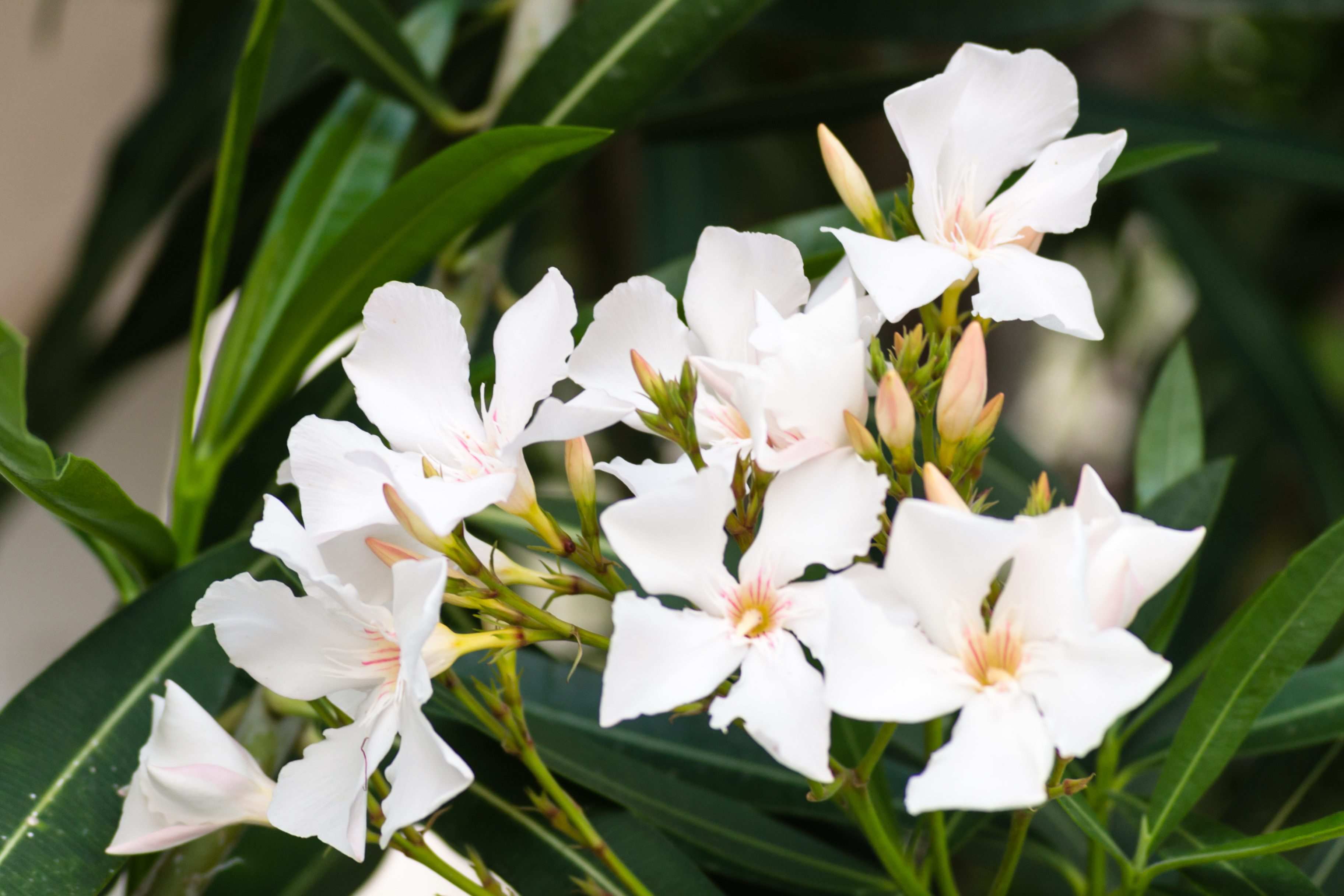 White flowers are blooming on stems amidst long, green leaves outdoors.