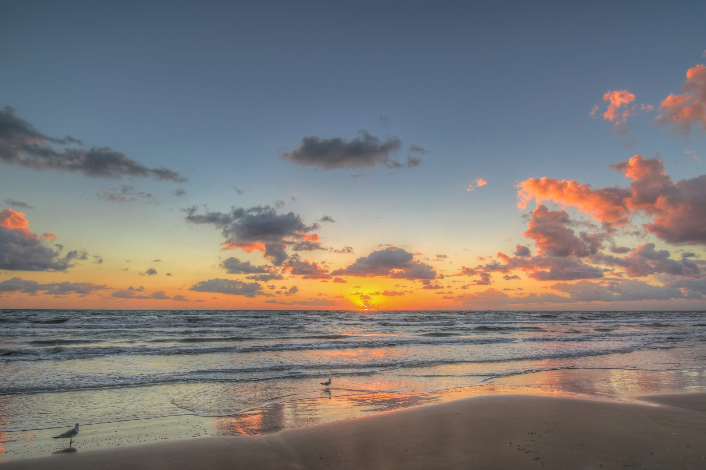 Seagulls at sunrise on South Padre Island Texas
