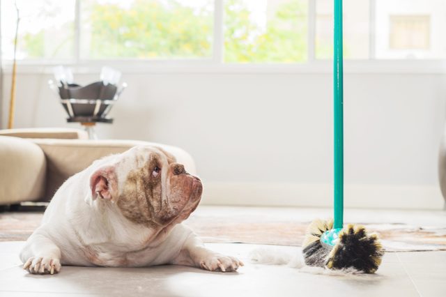 Bulldog lying on floor, watching a broom standing upright in a bright living room with large windows.