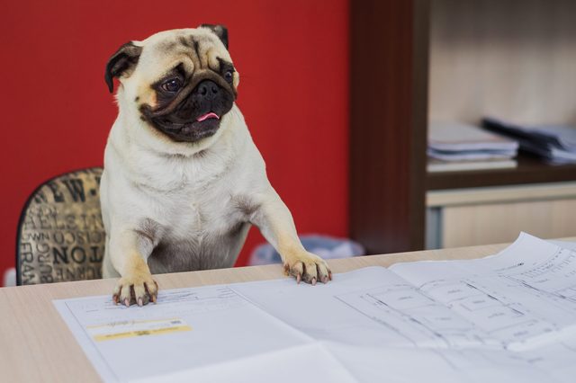 A pug stands on hind legs, examining architectural blueprints on the table, in an office with a red wall and bookshelf.