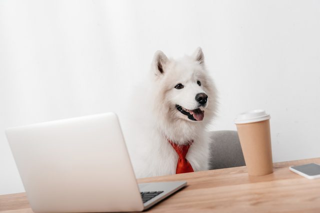 Fluffy white dog wearing a red tie sits behind a laptop, with a coffee cup nearby on a wooden desk.