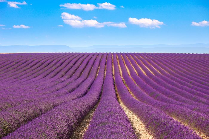 Lavender flowers blooming fields. Valensole Provence, France