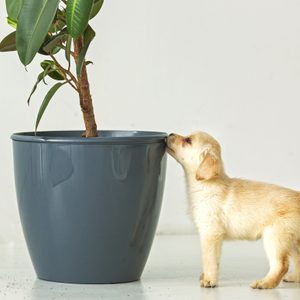 A puppy sniffs a large dark gray plant pot inside a bright empty room.